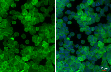 Anti-GPR68 antibody [HL4864] used in Immunocytochemistry/ Immunofluorescence (ICC/IF). GTX644927